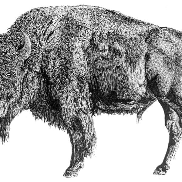 Bison, 2018
