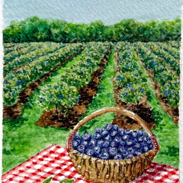 Blueberries Fields Forever, 2024