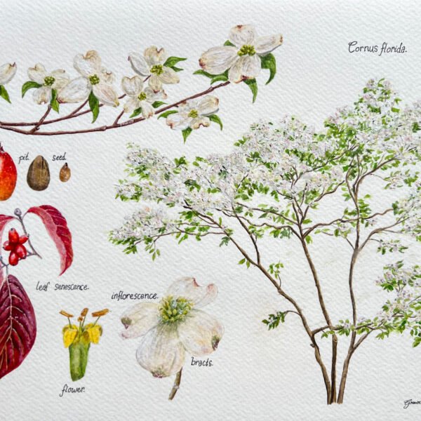 Flowering Dogwood, 2024