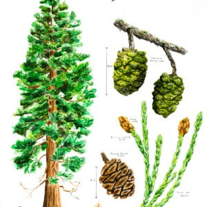 giant sequoia tree botanical study plant study sequoiadentron gigantism drawing painting grace O'Brien art