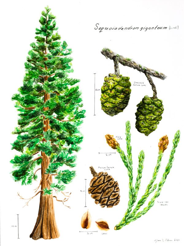 giant sequoia tree botanical study plant study sequoiadentron gigantism drawing painting grace O'Brien art