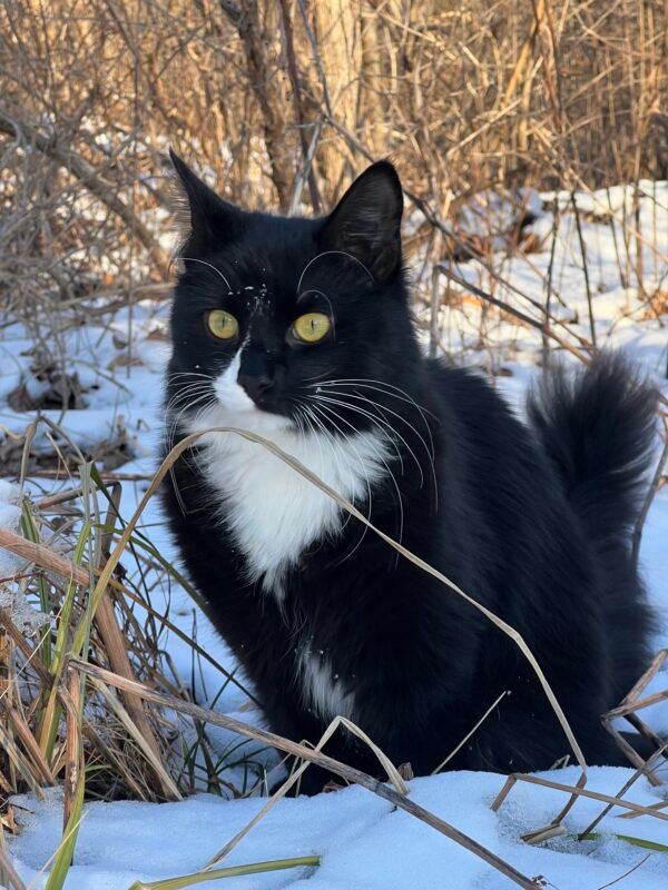 Winter Kitty, 2024 - Image 2