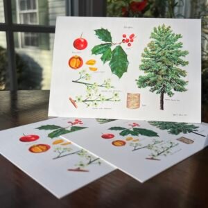 American Holly, 2025